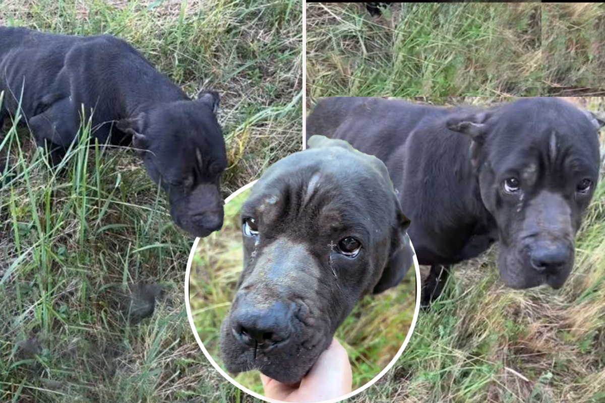 Kost i koža, nema čip, niko je ne traži: Odbačena i iscrpljena, ženka kane korso umire pred očima Srbije