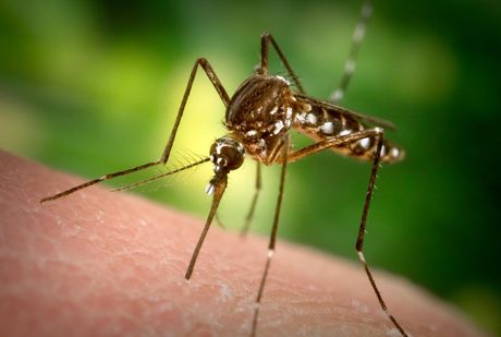Komarac, Aedes aegypti