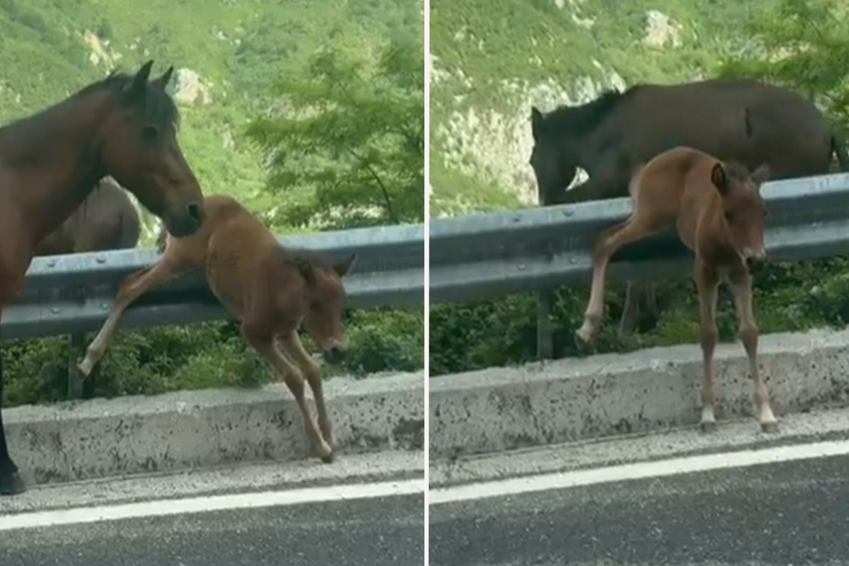 Ždrebe zapelo pored puta, nisu znali kako da mu pomognu, a onda je muškarac izašao iz automobila...