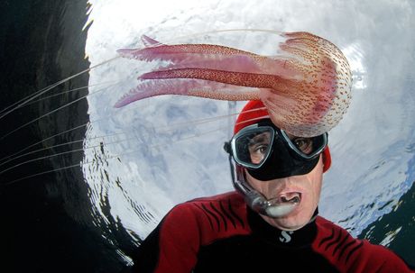 Meduza, Pelagia noctiluca