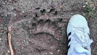 Zastrašujući otisci na samo 12 km od Požege: Meštani u strahu od ove zveri, kažu da im danima upada na imanja
