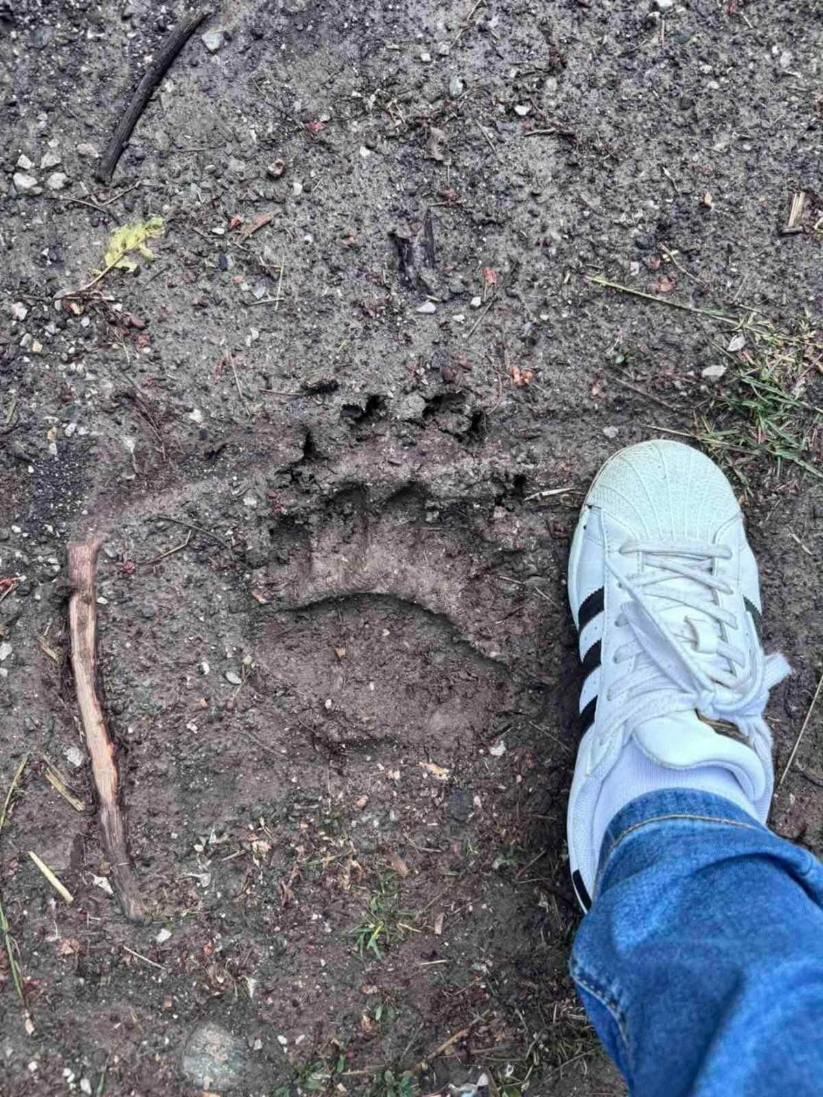 Zastrašujući otisci na samo 12 km od Požege: Meštani u strahu od ove zveri, kažu da im danima upada na imanja
