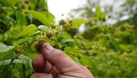 Sitno se odbrojava do početka berbe malina: Evo koliko traže voćari u odnosu na prošlu godinu