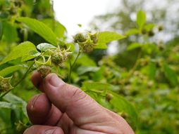 Maline