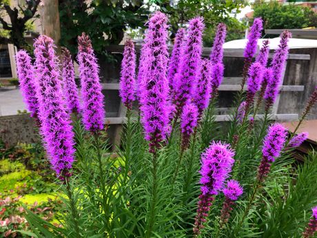 Liatris, lijatris