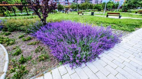Mačija kopriva