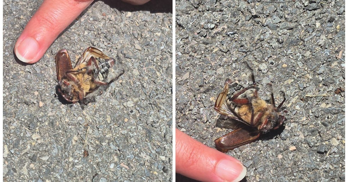 Buba veličine pola kažiprsta napravila pravu pometnju: Beograđanka je uslikala, a evo šta kaže stručnjak