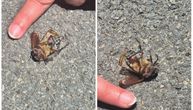 Buba veličine pola kažiprsta napravila pravu pometnju: Beograđanka je uslikala, a evo šta kaže stručnjak