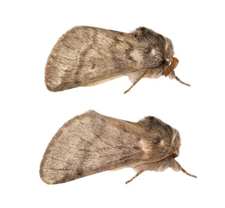 Moljac,  Thaumetopoea processionea