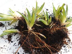 aloe vera, aloja, razmnožavanje