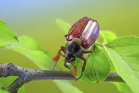 Melolontha melolontha, Veliki majski gundelj