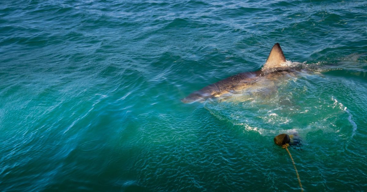 ШОК В ГЛУБИНАХ СРЕДИЗЕМНОГО МОРЯ: Впервые снята большая белая акула, дайвер дрожал от страха!