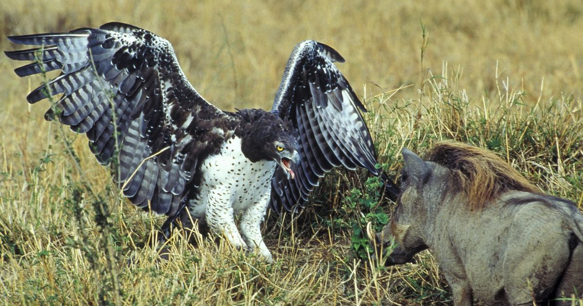 Borbeni orao je jedna od najvećih ptica grabljivica na svetu
