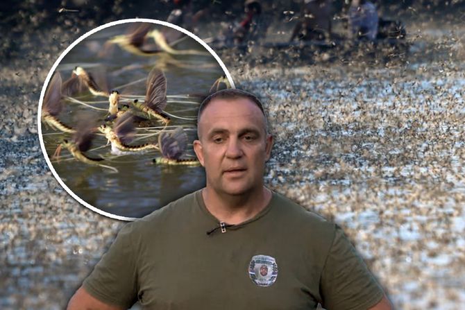 Za samo nekoliko sati ljubav čeka 3 godine u mraku: Na Tisi posmatrali najtužniju i najlepšu pojavu na svetu – Vesti Za samo nekoliko sati ljubav čeka 3 godine u mraku: Na Tisi posmatrali najtužniju i najlepšu pojavu na svetu – Vesti