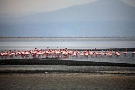 Flamingosi, jezero Natron