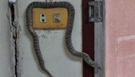 Zmije posle kiše prilaze kućama: Evo gde se najčešće kriju i zašto ih tada češće viđamo