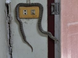 Zmija, kuća