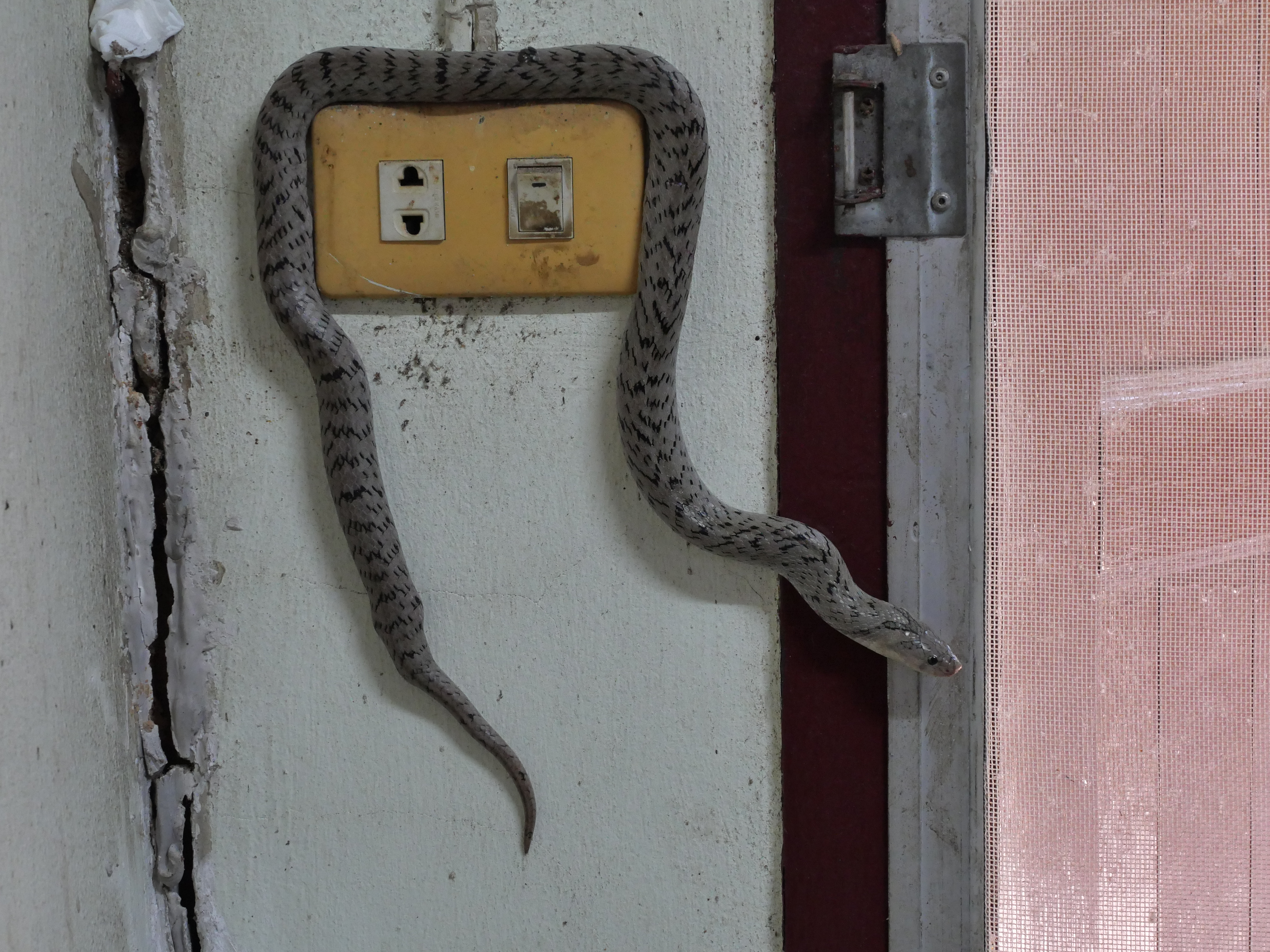Zmije posle kiše prilaze kućama: Evo gde se najčešće kriju i zašto ih tada češće viđamo