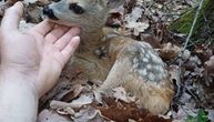 Neverovatan susret u šumi kod Vrnjačke Banje: Prolaznik naišao na mladunče srne, evo kako je reagovalo
