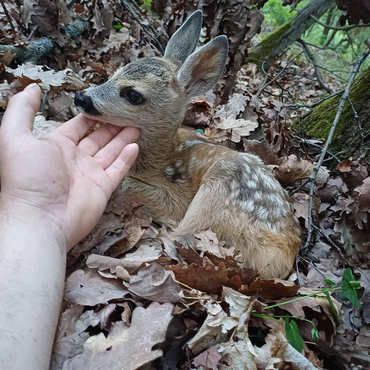 Neverovatan susret u šumi kod Vrnjačke Banje: Prolaznik naišao na mladunče srne, evo kako je reagovalo