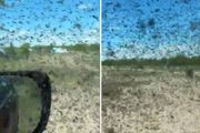 KAO BIBLIJSKA POŠAST! Neverovatna najezda komaraca, nebo se zamračilo, turisti spas potražili u automobilima