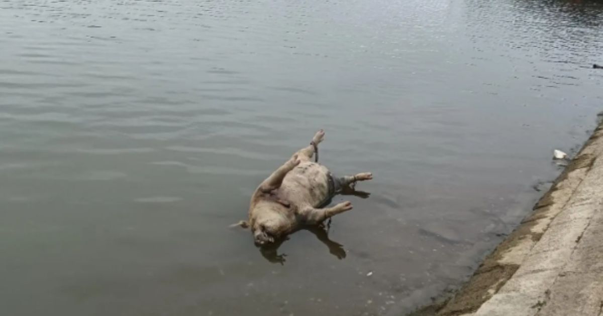 Ужасающий вид на Савском кею! Труп животного плывет по воде, добравшись до гуляющих