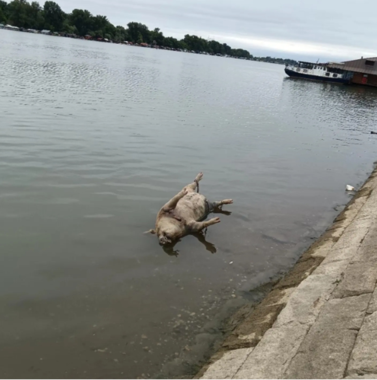 Stravični prizor na Savskom keju! Leš životinje pluta vodom, stigao skroz do šetača