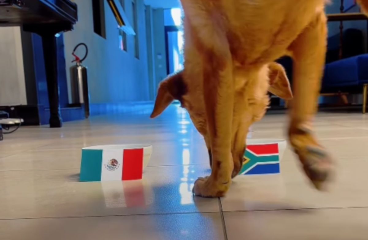 Vidovita Nina prognozirala meč Meksiko - Južna Afrika na otvaranju Mundijala: Ovo niko nije očekivao