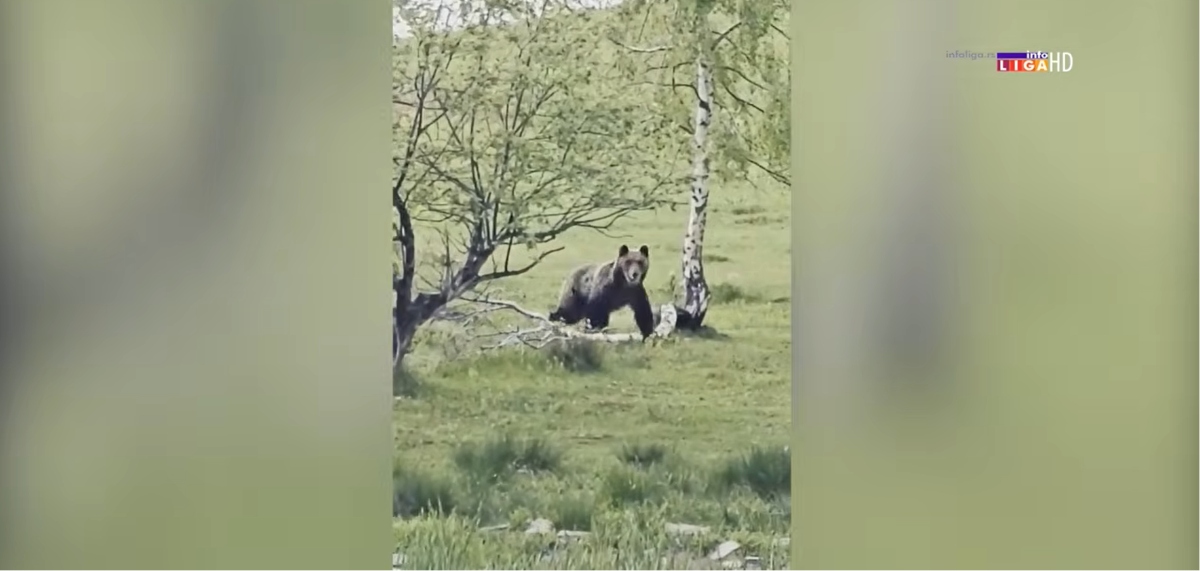 Kroz ovu srpsku planinu NIKAKO ne idite sami! Meštani oči u oči sa opasnom ZVERI, a susreti sve češći (VIDEO)