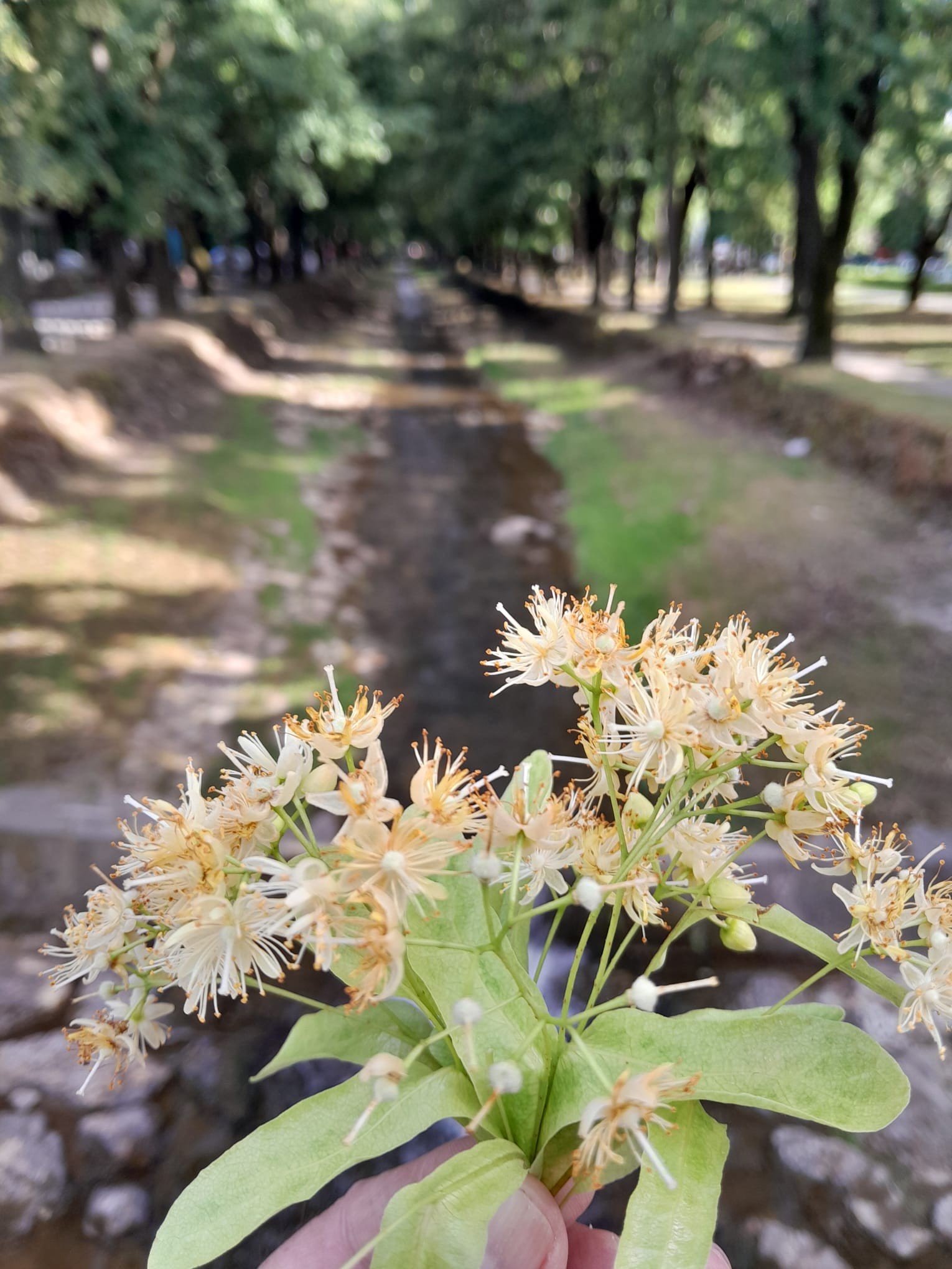 Lipe u punom cvatu: Vrnjački park odiše opojnim mirisom leta