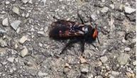 Srpkinja šetala sa ćerkicom, pa ugledala DŽINOVSKOG INSEKTA i snimila ga: Saznajemo o čemu je reč