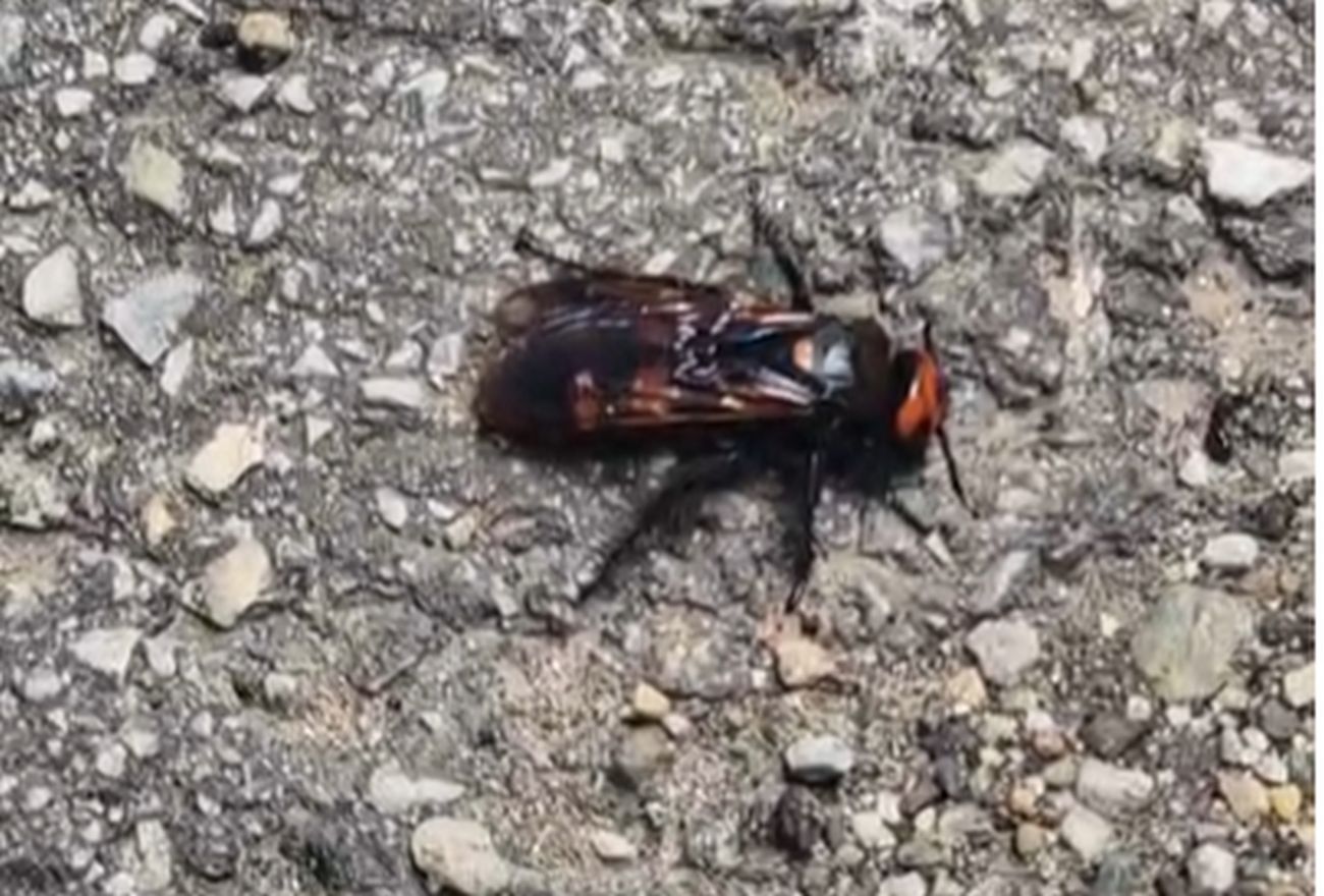 Srpkinja šetala sa ćerkicom, pa ugledala DŽINOVSKOG INSEKTA i snimila ga: Saznajemo o čemu je reč