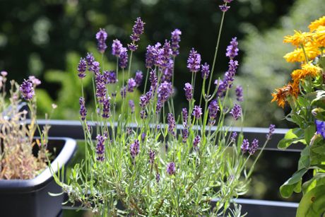 Lavanda