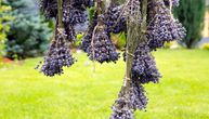 Miriše na leto i smiruje kao malo šta drugo: Ovako se suši lavanda da bi trajala godinama