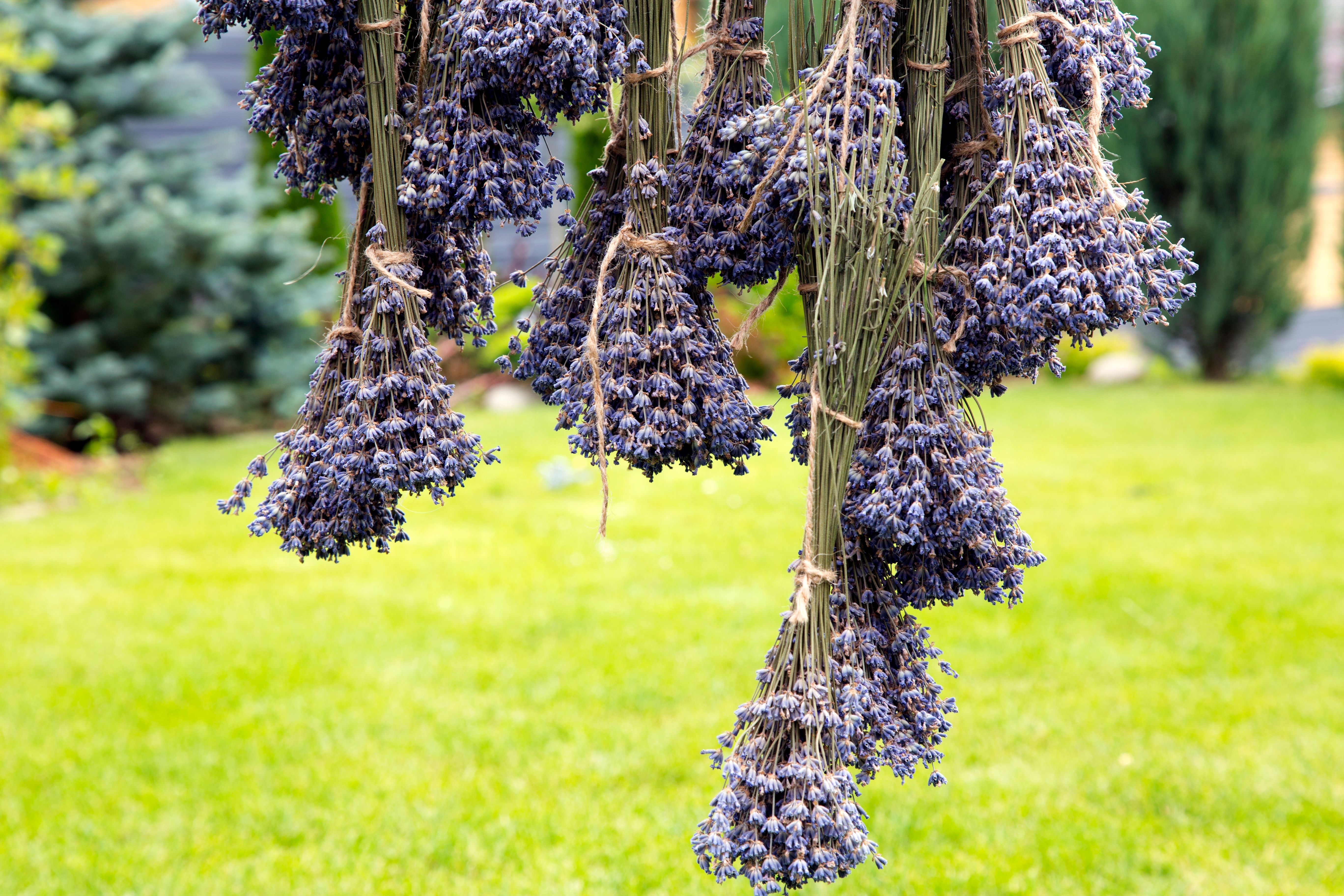 Miriše na leto i smiruje kao malo šta drugo: Ovako se suši lavanda da bi trajala godinama