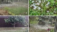 "Da sedneš i PLAČEŠ" Strašne scene u Bačkoj Topoli, meštani očajni! Uništeni usevi, grad pobio sve! (VIDEO)