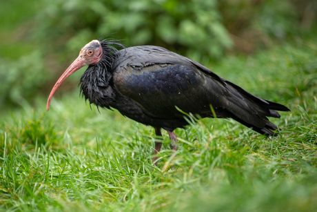 Ćelavi ibis
