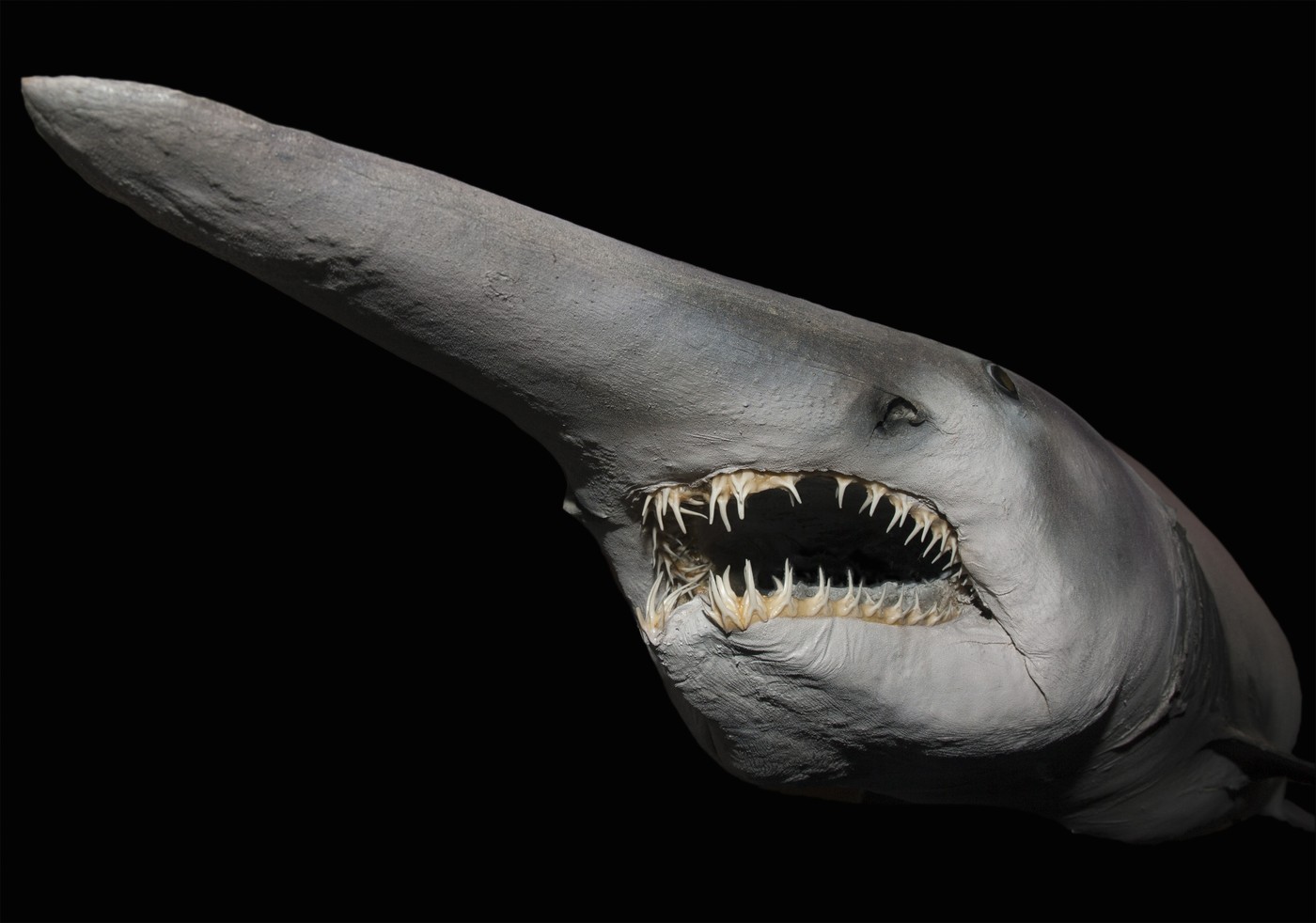 Prvi snimak žive ajkule iz doba dinosaurusa: Naučnici zanemeli kad su videli šta pliva u mračnim dubinama