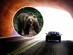 Tunel, automobil, kola, medved