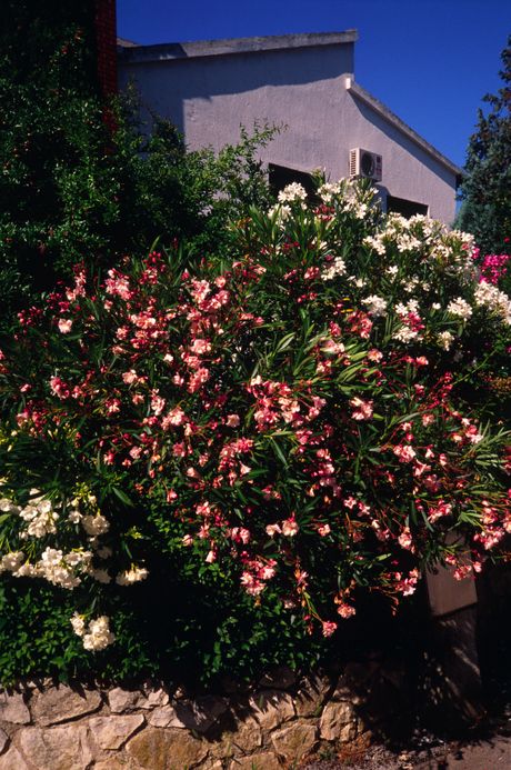 Oleander