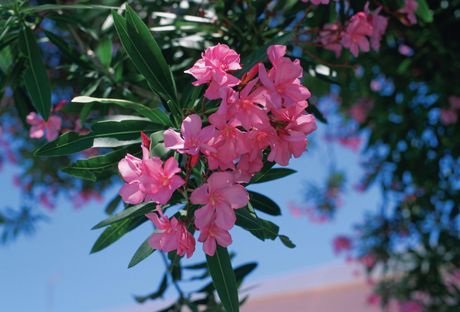 Oleander