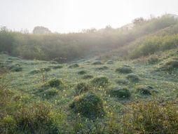 Mravinjak