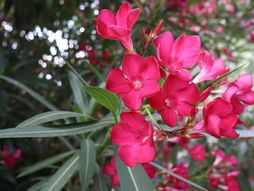 Oleander