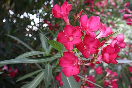 Oleander