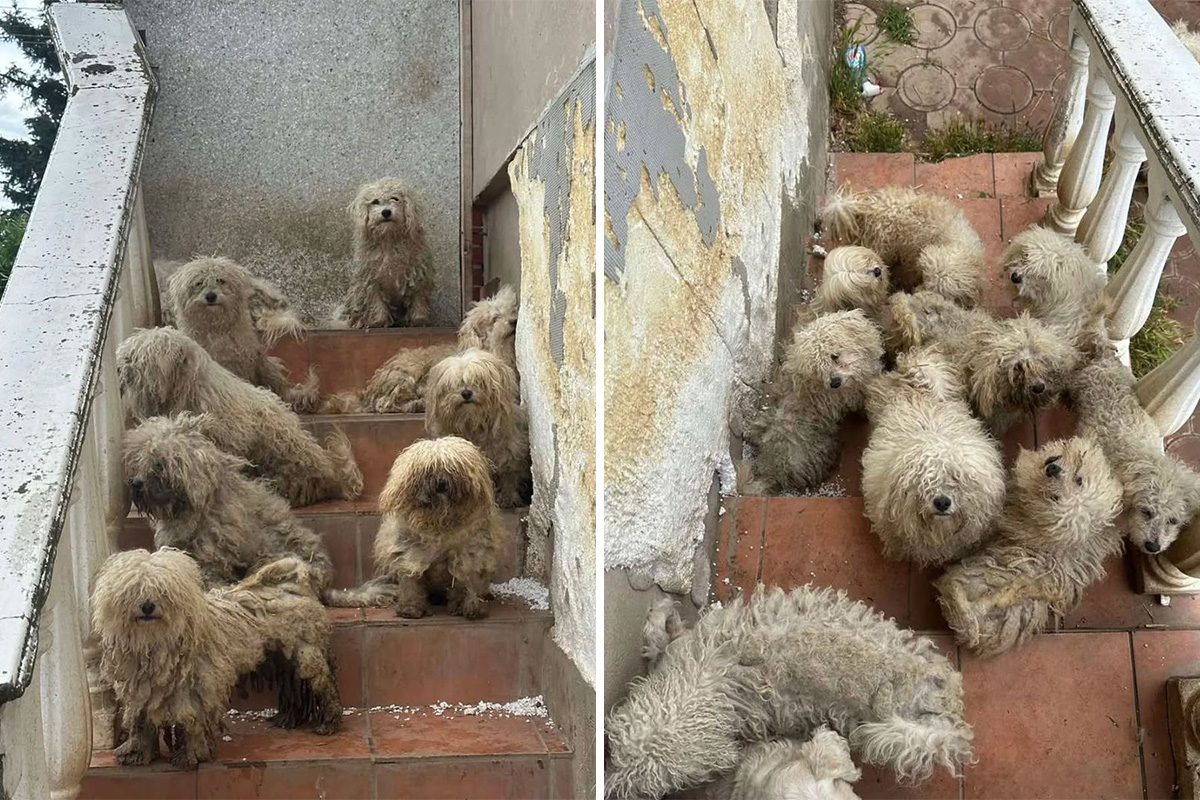 Belegiš sutra piše belu bajku: 18 zapuštenih malih pasa iz dvorišta tame konačno kreće u novi život