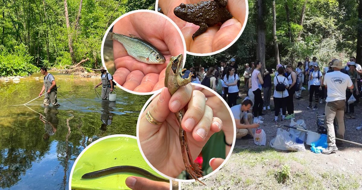 Полевая практика на реке Градац: Эти виды рыб свидетельствуют о сохранении природы в Сербии