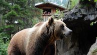 Razlog za paniku na Pešteru? Ogroman medved snimljen u blizini kuća - evo šta kažu STRUČNJACI
