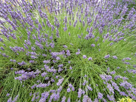 Lavanda