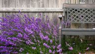 Lavanda će cvetati duže i biti gušća ako joj u junu uradite ovih 6 stvari: Većina pravi jednu veliku grešku