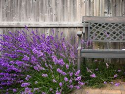 Lavanda